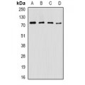 LifeSab™ ASMTL Rabbit pAb (50 µl)