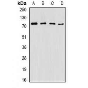LifeSab™ ASMTL Rabbit pAb (50 µl)