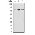 LifeSab™ eIF3C Rabbit pAb (50 µl)