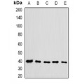 LifeSab™ eIF3H Rabbit pAb (50 µl)