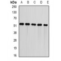 LifeSab™ DNAJA3 Rabbit pAb (50 µl)