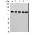 LifeSab™ MTGR1 Rabbit pAb (50 µl)