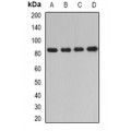 LifeSab™ DPP3 Rabbit pAb (50 µl)