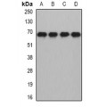 LifeSab™ MTF-2 Rabbit pAb (50 µl)