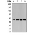 LifeSab™ LAP3 Rabbit pAb (50 µl)