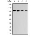 LifeSab™ DPP8 Rabbit pAb (50 µl)