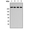 LifeSab™ SMCHD1 Rabbit pAb (50 µl)