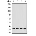 LifeSab™ Brn-5 Rabbit pAb (50 µl)