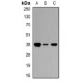 LifeSab™ Ciao 1 Rabbit pAb (50 µl)