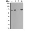 LifeSab™ Deltex-2 Rabbit pAb (50 µl)
