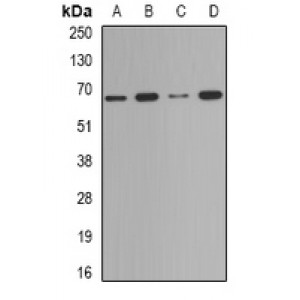 LifeSab™ Deltex-2 Rabbit pAb (50 µl)