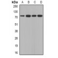 LifeSab™ Calpain 5 Rabbit pAb (50 µl)