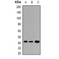 LifeSab™ COQ3 Rabbit pAb (50 µl)
