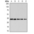 LifeSab™ OSGEP Rabbit pAb (50 µl)