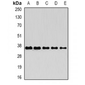 LifeSab™ OSGEP Rabbit pAb (50 µl)