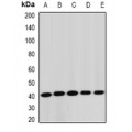 LifeSab™ STK19 Rabbit pAb (50 µl)