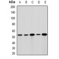 LifeSab™ GLUD1 Rabbit pAb (50 µl)