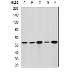 LifeSab™ GLUD1 Rabbit pAb (50 µl)