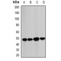 LifeSab™ BCS1L Rabbit pAb (50 µl)