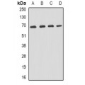 LifeSab™ p62 Rabbit pAb (50 µl)
