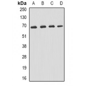 LifeSab™ p62 Rabbit pAb (50 µl)