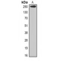 LifeSab™ Myomegalin Rabbit pAb (50 µl)