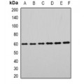 LifeSab™ EYA3 Rabbit pAb (50 µl)