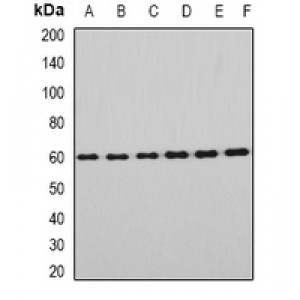LifeSab™ EYA3 Rabbit pAb (50 µl)