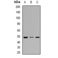 LifeSab™ DDX39A Rabbit pAb (50 µl)