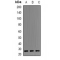 LifeSab™ B9D1 Rabbit pAb (50 µl)