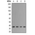 LifeSab™ UCH-L5 Rabbit pAb (50 µl)