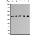 LifeSab™ RUFY2 Rabbit pAb (50 µl)