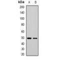 LifeSab™ MBNL1 Rabbit pAb (50 µl)