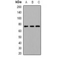 LifeSab™ ACOX1 Rabbit pAb (50 µl)
