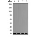 LifeSab™ Centrin-3 Rabbit pAb (50 µl)