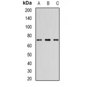 LifeSab™ TTLL12 Rabbit pAb (50 µl)