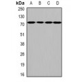 LifeSab™ HPA2 Rabbit pAb (50 µl)