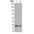 LifeSab™ KCTD15 Rabbit pAb (50 µl)