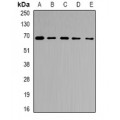 LifeSab™ Ribophorin-2 Rabbit pAb (50 µl)