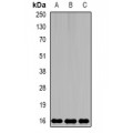 LifeSab™ MsrB2 Rabbit pAb (50 µl)
