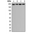 LifeSab™ MRP1 Rabbit pAb (50 µl)
