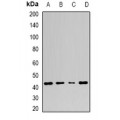 LifeSab™ Adenosine Deaminase Rabbit pAb (50 µl)