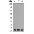 LifeSab™ AES Rabbit pAb (50 µl)