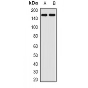 LifeSab™ AMBRA1 Rabbit pAb (50 µl)