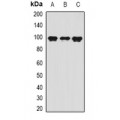 LifeSab™ VAP-1 Rabbit pAb (50 µl)