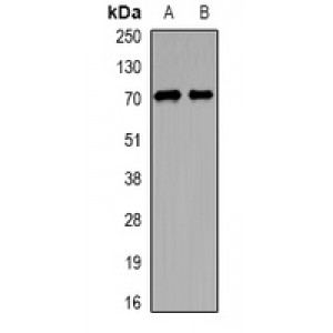 LifeSab™ ARHGAP25 Rabbit pAb (50 µl)