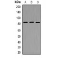 LifeSab™ DRIL1 Rabbit pAb (50 µl)