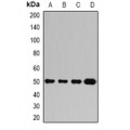 LifeSab™ Ataxin 3 Rabbit pAb (50 µl)