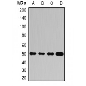 LifeSab™ Ataxin 3 Rabbit pAb (50 µl)