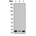LifeSab™ BAG2 Rabbit pAb (50 µl)